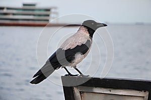 A gray crow sits on the territory of Baku Boulevard during the daytime