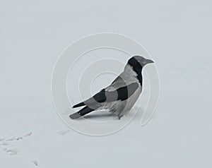 a gray crow stands in deep snow