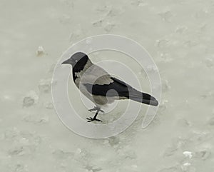 a gray crow stands in deep snow