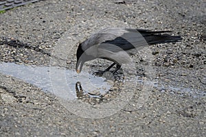 A Gray Crow Wetting Bread in a Puddle