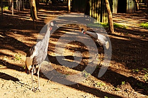 Gray Crowned Cran in a bird park on a sunny day. photo