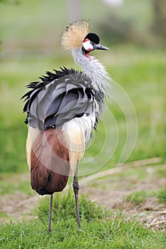 Gray crowned crane