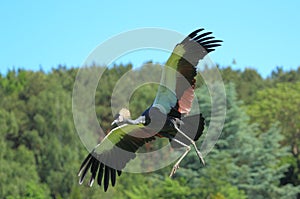 Gray crowned crane