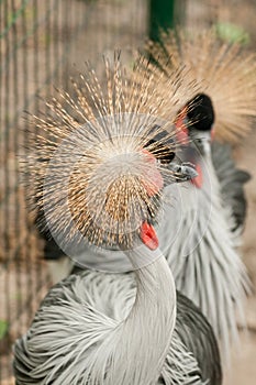 Gray Crowned Crane