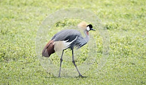 Gray-crowned Crane Balearica regulorum in a Grassy Field