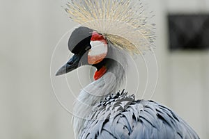 Gray crowned crane Balearica regulorum is a species of large bird in the family of cranes, inhabiting mainly dry savannas