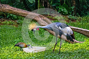 Gray Crowned Crane bird and duck eating at Parque das Aves - Foz do Iguacu, Parana, Brazil