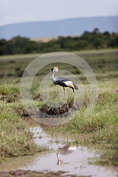 Gray-crowned crane bird standing on the bank of a small stream in the Masai Mara, Kenya