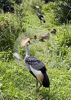 Gray crowned crane birds