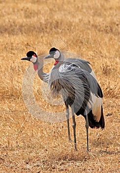 Gray Crowned Crane Couple