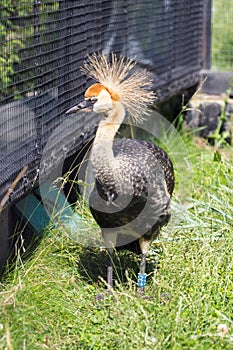 Gray Crowned Crane in an enclosure Zimbabwe National Park