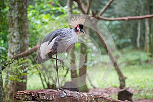 Gray Crowned Crane exotic bird in Brazil