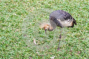 Gray Crowned Crane exotic bird in Brazil