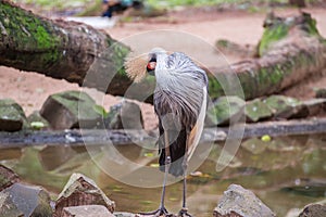 Gray Crowned Crane exotic bird in Brazil