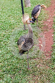 Gray Crowned Crane exotic bird in Brazil