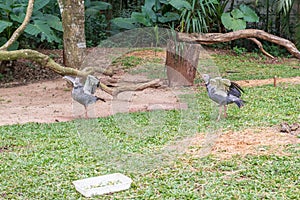 Gray Crowned Crane exotic bird in Brazil