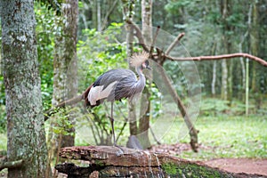Gray Crowned Crane exotic bird in Brazil