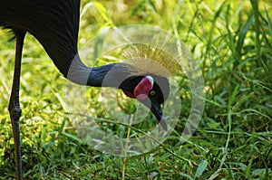 Gray crowned crane and green plants