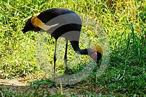 Gray crowned crane and green plants