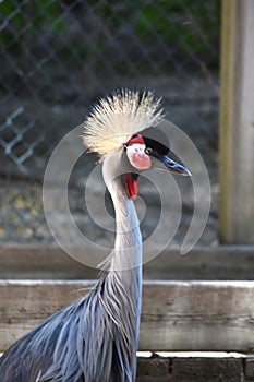The gray crowned crane is a gruiform bird in the family Gruidae.