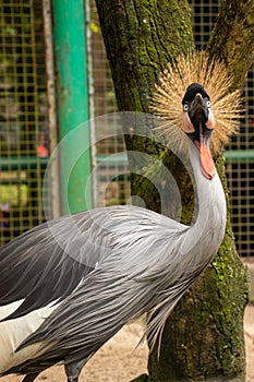 The gray crowned crane looks up