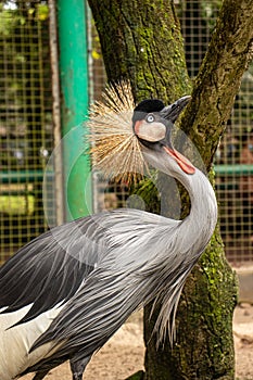 The gray crowned crane looks up
