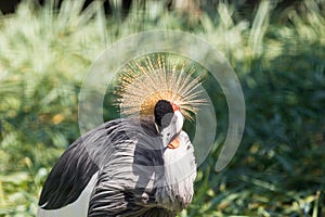 Gray Crowned Crane in Mapungubwe National Park, Limpopo, South Africa