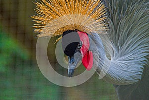 the gray crowned crane at Ragunan Zoo, Jakarta.  Sunday 9 July 2023