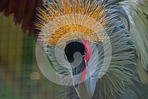 the gray crowned crane at Ragunan Zoo, Jakarta.  Sunday 9 July 2023