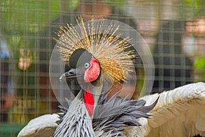 the gray crowned crane at Ragunan Zoo, Jakarta.  Sunday 9 July 2023