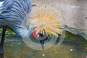 the gray crowned crane at Ragunan Zoo, Jakarta.  Sunday 9 July 2023