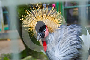 the gray crowned crane at Ragunan Zoo, Jakarta.  Sunday 9 July 2023