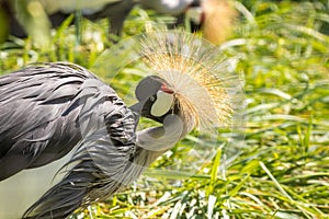 Gray Crowned Crane in Serengeti National Park, Tanzania