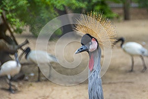 Gray crowned crane in the zoo is a rare species