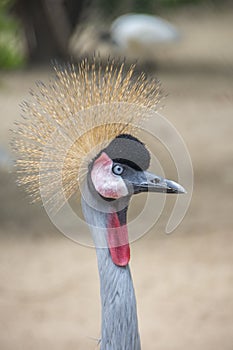 Gray crowned crane in the zoo is a rare species