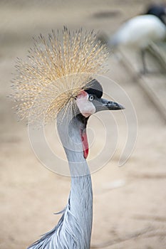 Gray crowned crane in the zoo is a rare species