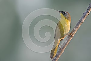 Gray-crowned Yellowthroat, Geothlypis poliocephala, perched on a branch photo