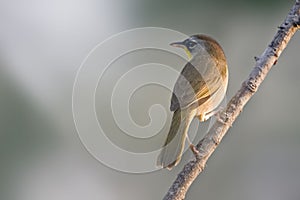Gray-crowned Yellowthroat, Geothlypis poliocephala, perched on a small branch photo