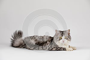 Gray cute cat lies on white background