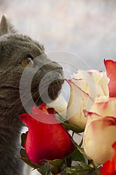 Gray cute cat smelling roses