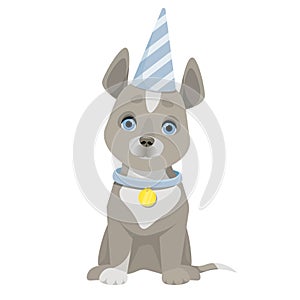 Gray cute dog sits in a blue birthday cap