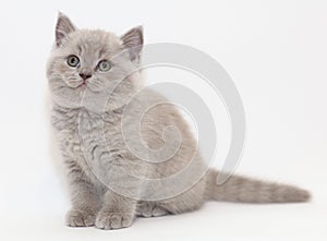 Gray cute funny little kitten British