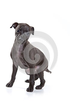 Gray cute greyhound puppy