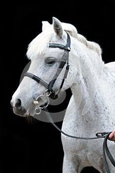 Gray cute pony portrait with bridle