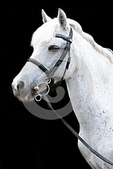 Gray cute pony portrait with bridle