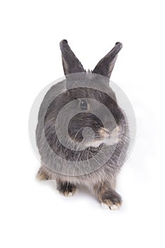 Gray cute rabbit standing on white background.