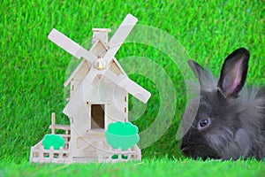 Gray cute rabbit with wooden windmill toy house , isolate on green background