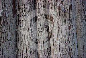 Gray cypress trunk wavy surface