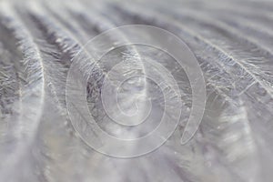 Gray decorative feather close-up, beautiful delicate texture.