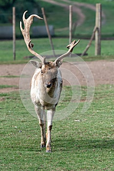 Gray Deer in the Parque Zoologico Lecoq in the capital of Montevideo in Uruguay.